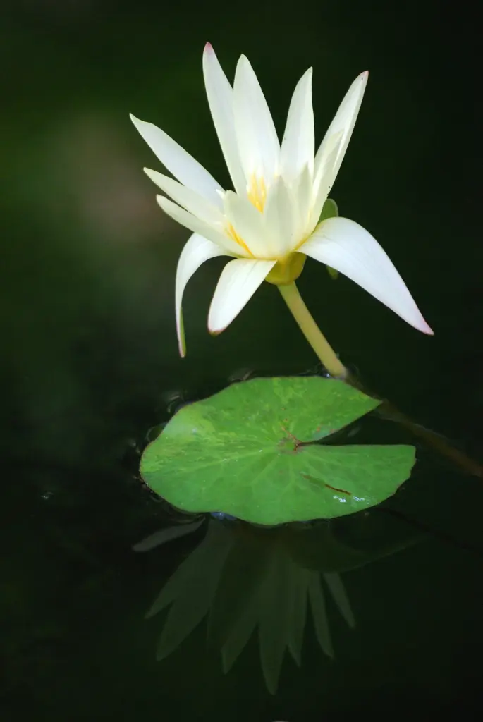 儚くも美しい一瞬の輝きを捉えようと、息を潜めて見つめるその姿は、永遠を閉じ込めた宝石。闇と光、静寂と生命の織りなすコントラストは、神秘的な物語を紡ぎ出す。鏡のような水面に映る蓮の花は、現実と虚構の境界線を曖昧にし、別世界への入り口を示す。その幻想的な美しさは、静かに見つめる者に、深い安らぎと未来への希望を優しく語りかける。疲れた心にそっと寄り添い、明日への活力を与えてくれるかのように。