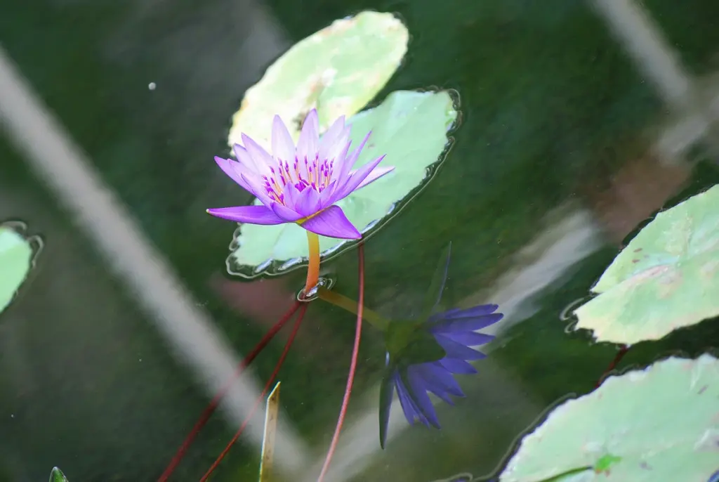 水面に映る紫の睡蓮は、鏡の世界に咲くもう一つの花。鮮やかな紫の花びらは太陽の光を受けて輝き、水面に揺れる姿は妖精が踊っているかのよう。緑の葉は水面に浮かび、紫の花を引き立てている。静かな水面に咲く睡蓮は、見る者の心を穏やかにする。時間が止まったかのような、美しい光景が広がっている。