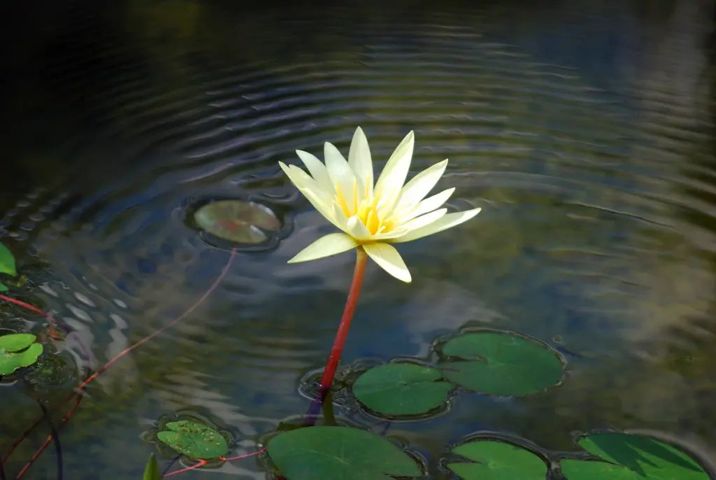 水鏡に浮かぶ、紫色の宝石、蓮の花。緑の葉のゆりかごに抱かれ、光り輝く。繊細な花びらは、空への挨拶のように広がり、その美しさは見る者を魅了する。細い糸のような茎は、深き淵から伸び、魔法にかけられたように水面で揺らめく花を支える。自然の驚異、まさに生ける芸術。