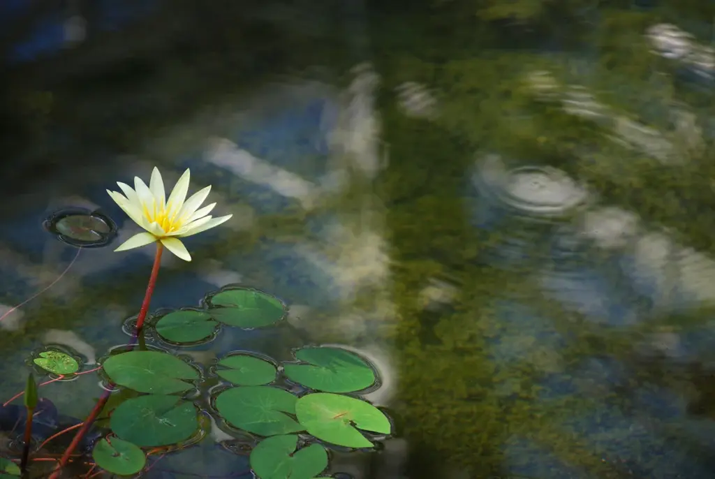 影のように眠り、水面の抱擁に身を委ねる。鏡像を映し出し、二つの世界の調和を奏でる。透明なベールのような網目の線が、水面に幻想的な模様を描く。しかし、蓮の魔法は決して色褪せない。神聖な美しさは、静かに、そして力強く、見る者の心に語りかける。蓮の花。その繊細で美しい姿は、深みのある詩のように、私たちの心を落ち着かせ、穏やかな静寂へと誘う。