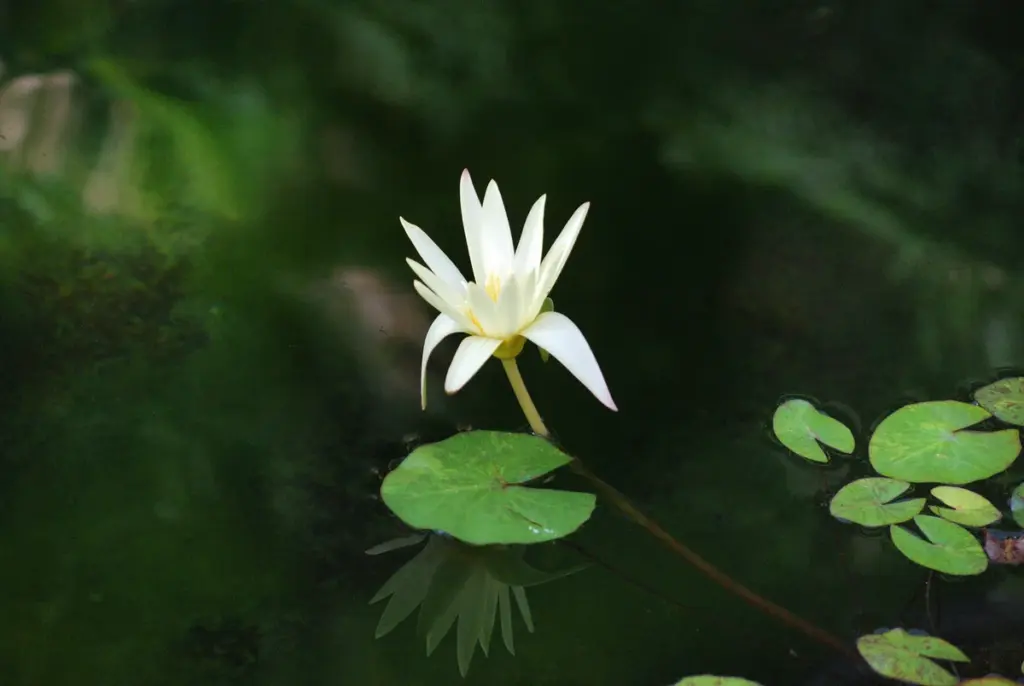 漆黒の闇に抱かれた水面、そこに浮かぶは一輪の白蓮。夜空に輝く孤高の星。純白の花弁は微かな光を放ち、静謐な空気を優しく染め上げる。闇のヴェールに包まれた水面は、蓮の花の灯火を受けて仄かに輝く。翡翠色の円い葉は、水面に浮かぶ小舟のように、静かに揺蕩い、蓮の花の輝きを映し込む。深い静寂の中、かすかに聞こえるのは生命のささやき。