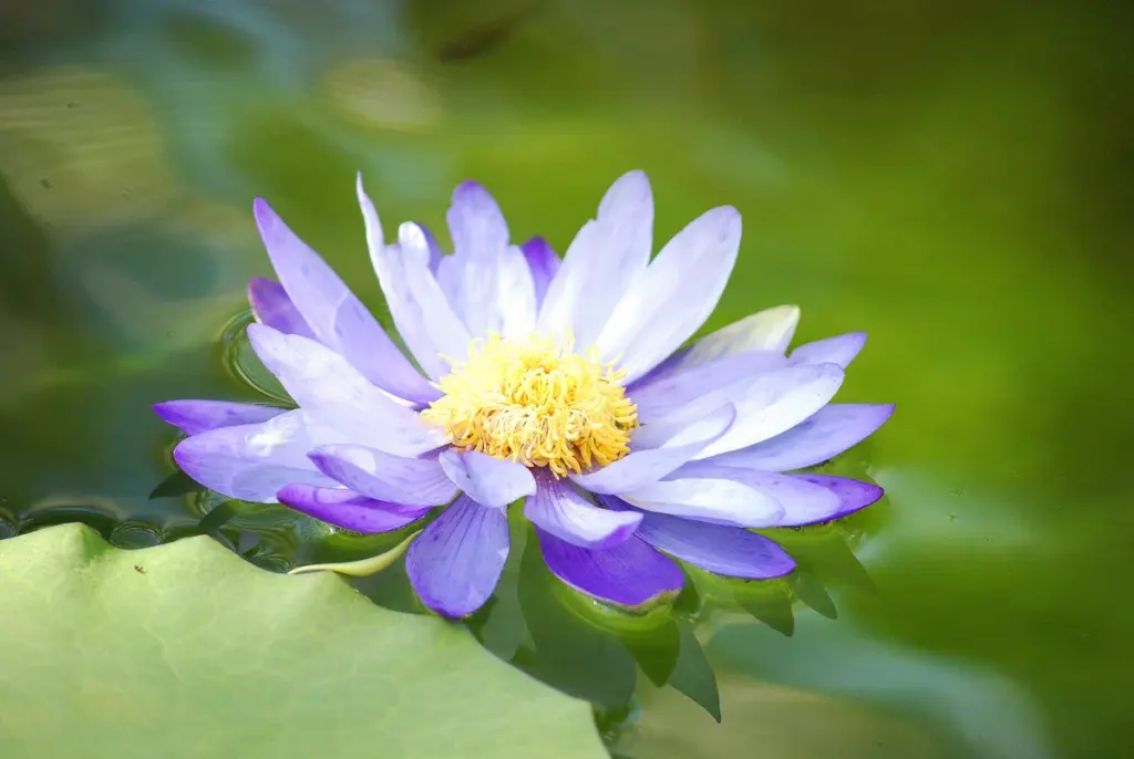 静かな水面に抱かれた静かな池、薄紫色の夢が優しく漂う。睡蓮、繊細なバレリーナ、太陽の黄金の口づけを受ける。絹のような花びらが広がり、優雅な姿、静寂のシンフォニー、穏やかな休息。水面は鏡のように輝きを映し出し、水と光が織りなす魅惑的なダンス。そよ風がささやき、さざ波が踊り、穏やかな揺りかごの中で睡蓮は揺れる。